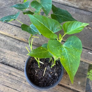 Japanese - 1 Okinawa Purple Sweet Potato pot for planting