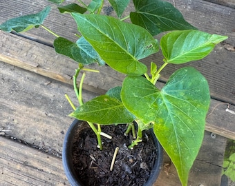 Japanese - 1 Okinawa Purple Sweet Potato pot for planting