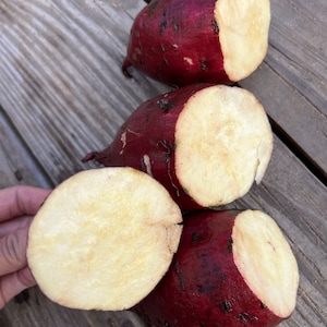 5 Murasaki sweet potatoes cuttings, fresh cut, no roots
