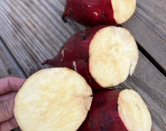 5 Murasaki sweet potatoes cuttings, fresh cut, no roots