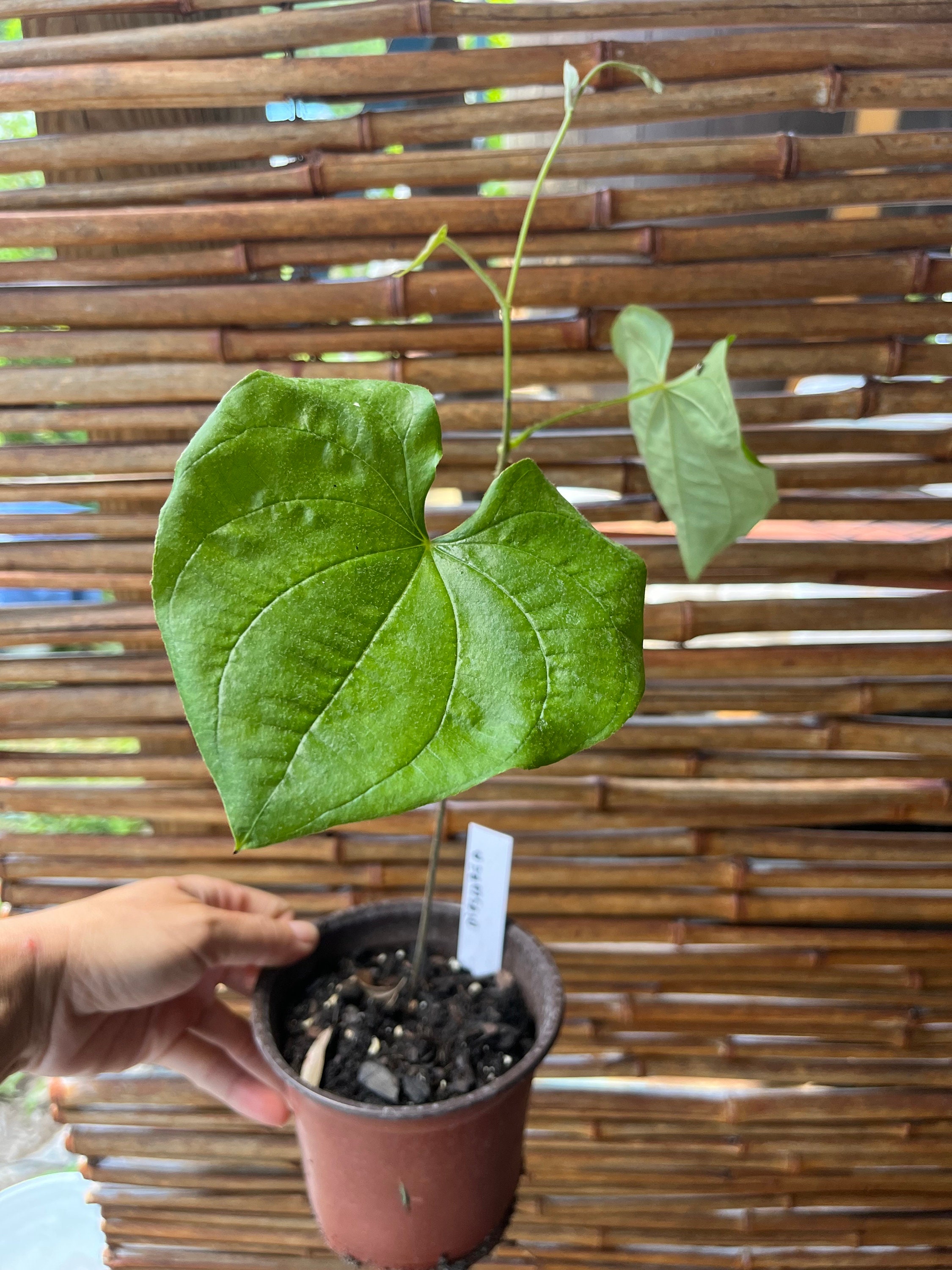 Edible Dioscorea, lesser yam Plant  with strong root for growing