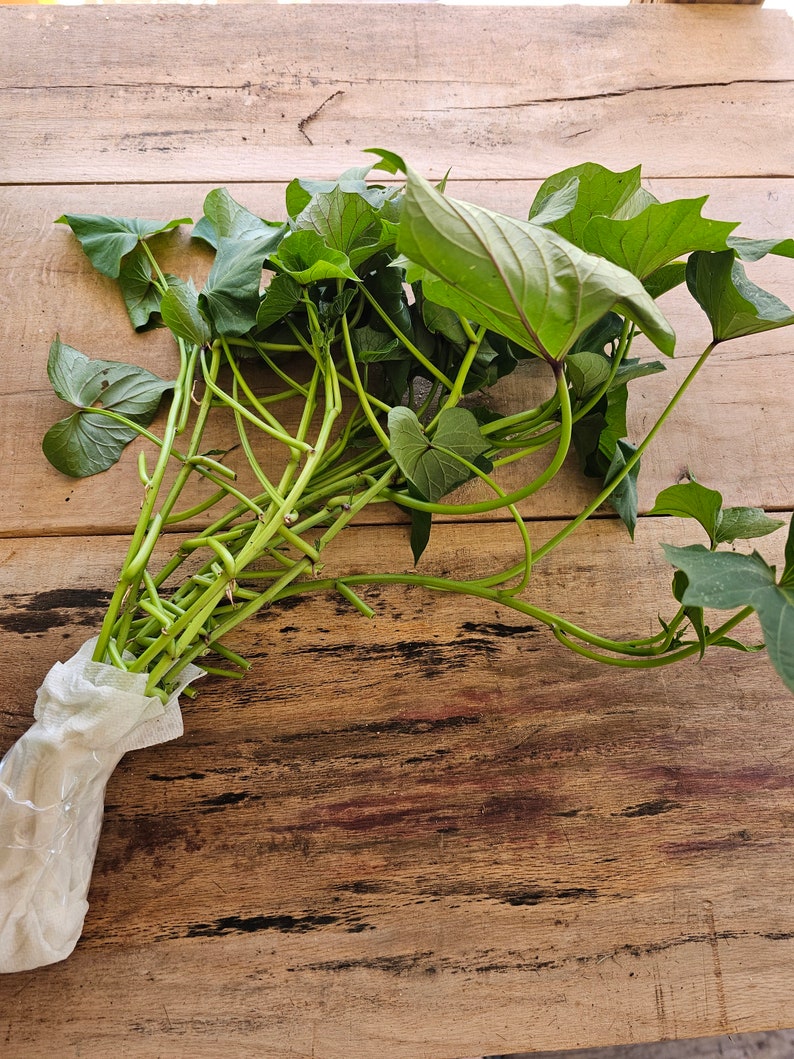 Japanese 10 Okinawa Purple Sweet Potato Slips for Planting unrooted Etsy