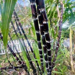 Dark Sugarcane - pack of 5 cuttings with strong Roots (totally 10 nodes) - Ready to grow. Pls see final picture for real items