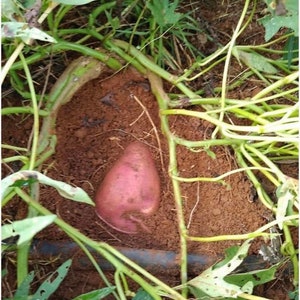 5 Puerto Rico sweet potatoes cuttings, Samuy sweet potatoes, purple skin, white flesh, fresh cut, no roots