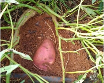 5 Puerto Rico sweet potatoes cuttings, Samuy sweet potatoes, purple skin, white flesh, fresh cut, no roots