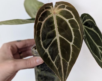 Anthurium Hybrid. Dreamweaver-Dorayaki X Forgetti.