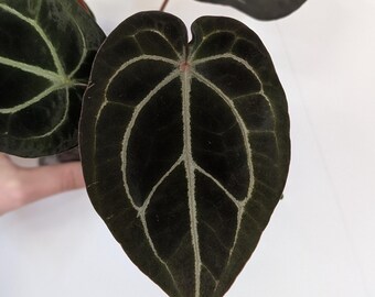 Seed Grown Anthurium Black Sweet X Fort Sherman Starter Plant (ALL