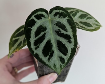 Anthurium Dorayaki Silver Blush