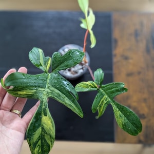 Variegated Philodendron Florida Beauty