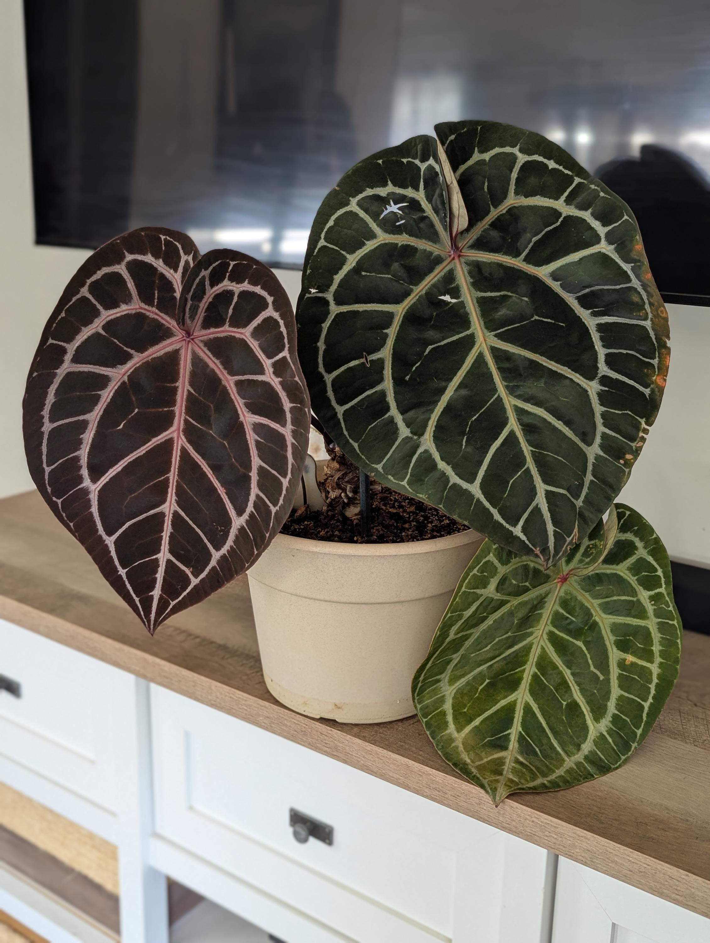 Anthurium Michelle X Michelle - Etsy