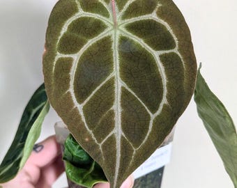 Anthurium Hybrid. Dreamweaver-Dorayaki X Forgetti.