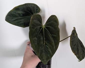 Anthurium - complex hybrid (lineage in pictures!)