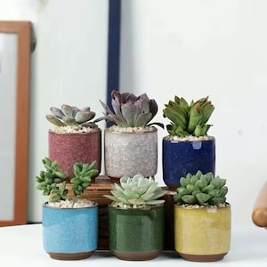 6 Pack Cactus Plant Pot Flower Pot Container Planter For Home Garden Office Decoration (Plants NOT Included)