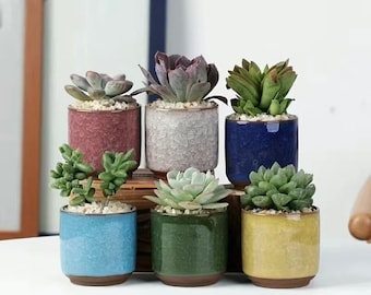 6 Pack Cactus Plant Pot Flower Pot Container Planter For Home Garden Office Decoration (Plants NOT Included)