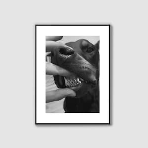 Black and White Doberman Grillz Poster: Luxury Dog Wall Art (Digital Download)