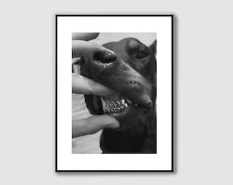 Black and White Doberman Grillz Poster: Luxury Dog Wall Art (Digital Download)