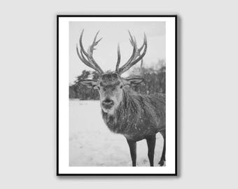 Black and White Deer Print: Winter Forest Animal Wall Art (Digital Download)