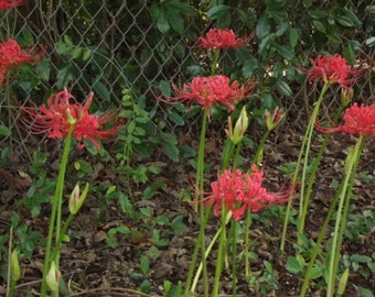 Red spider lily bulbs