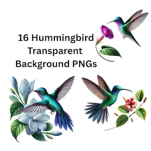 Hummingbird Clipart Bundle: Tropical Bird PNG Designs (Digital Download)