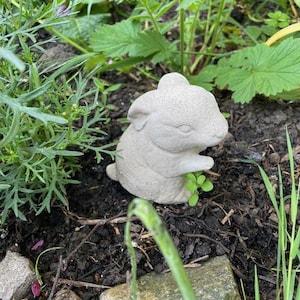 May include: A small, light grey bunny statue in a garden. The bunny is seated, with its paws resting on a small patch of green leaves. The statue is surrounded by green plants and dark soil.
