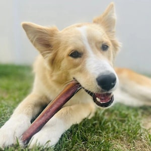 May include: A light brown and white dog with floppy ears is chewing on a brown chew toy. The dog is lying on green grass.