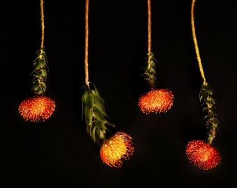 Impresión de arte Giclée floral botánico / arte de pared grande / decoración casera moderna / interior de la sala de estar / arte elegante / regalos / alfileteros naranjas