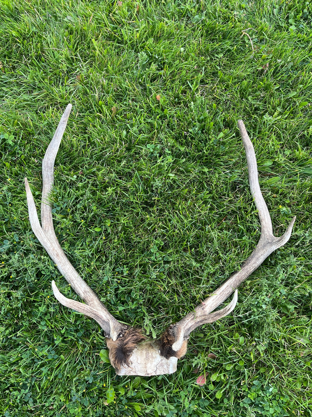 5x5 Small Rocky Mountain Bull Elk Rack Etsy