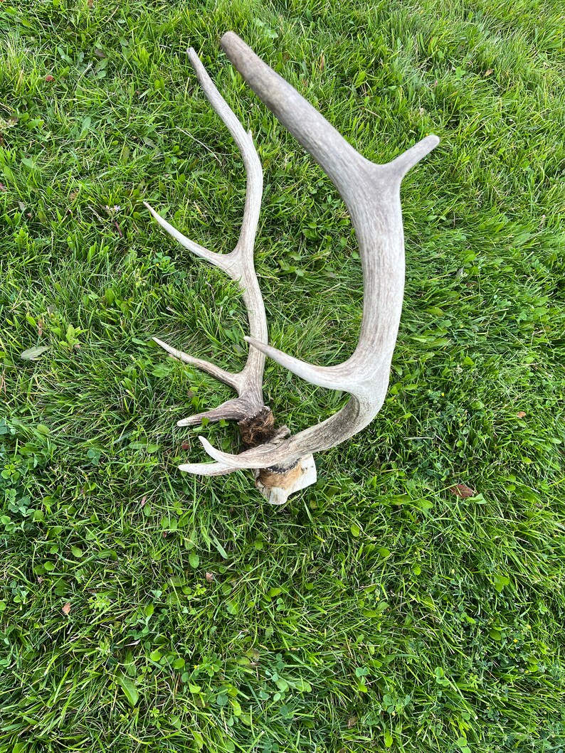 5x5 Small Rocky Mountain Bull Elk Rack Etsy