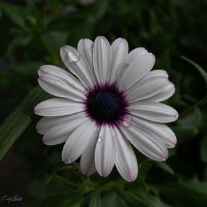 Flower in Morning Dew