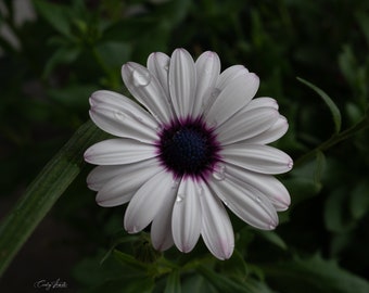 Flower in Morning Dew