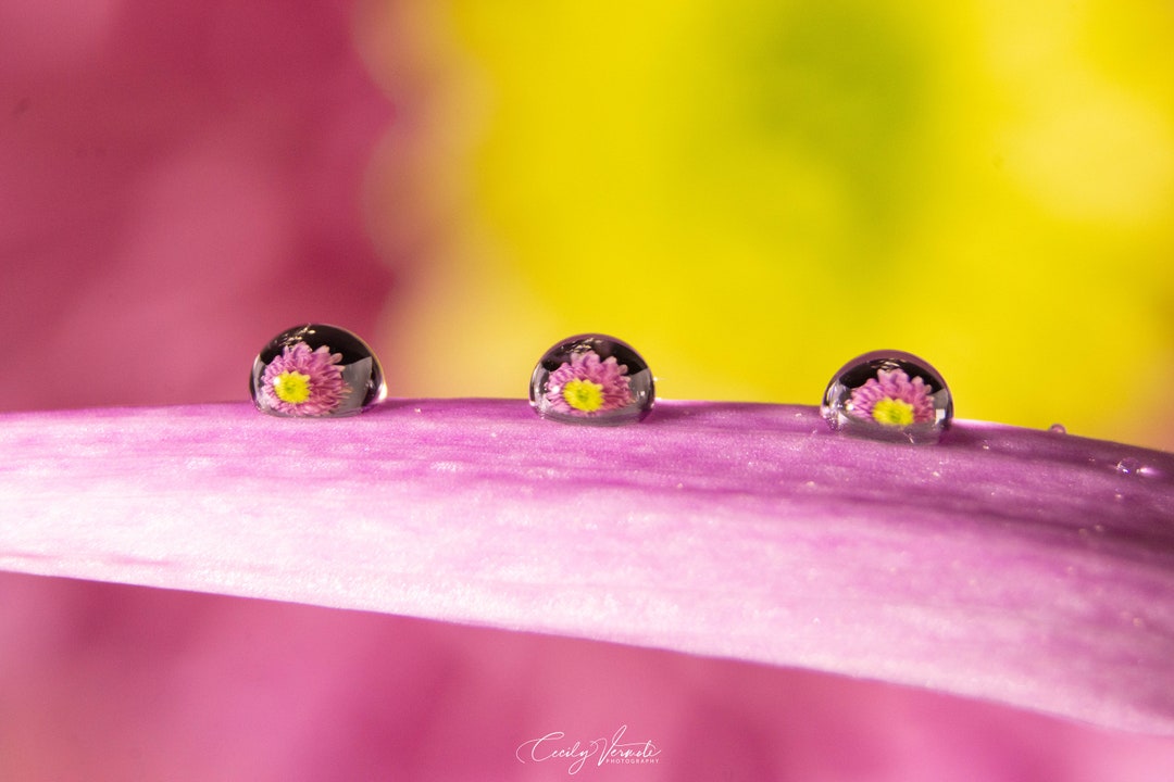 Pastel Daisy - Etsy