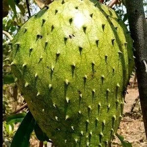 SOURSOP TREE 4ft air layered tree. No CA shipping.