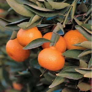 Kishu Seedless Mandarin (Citrus reticulata 'Seedless Kishu') 3ft grafted tree.