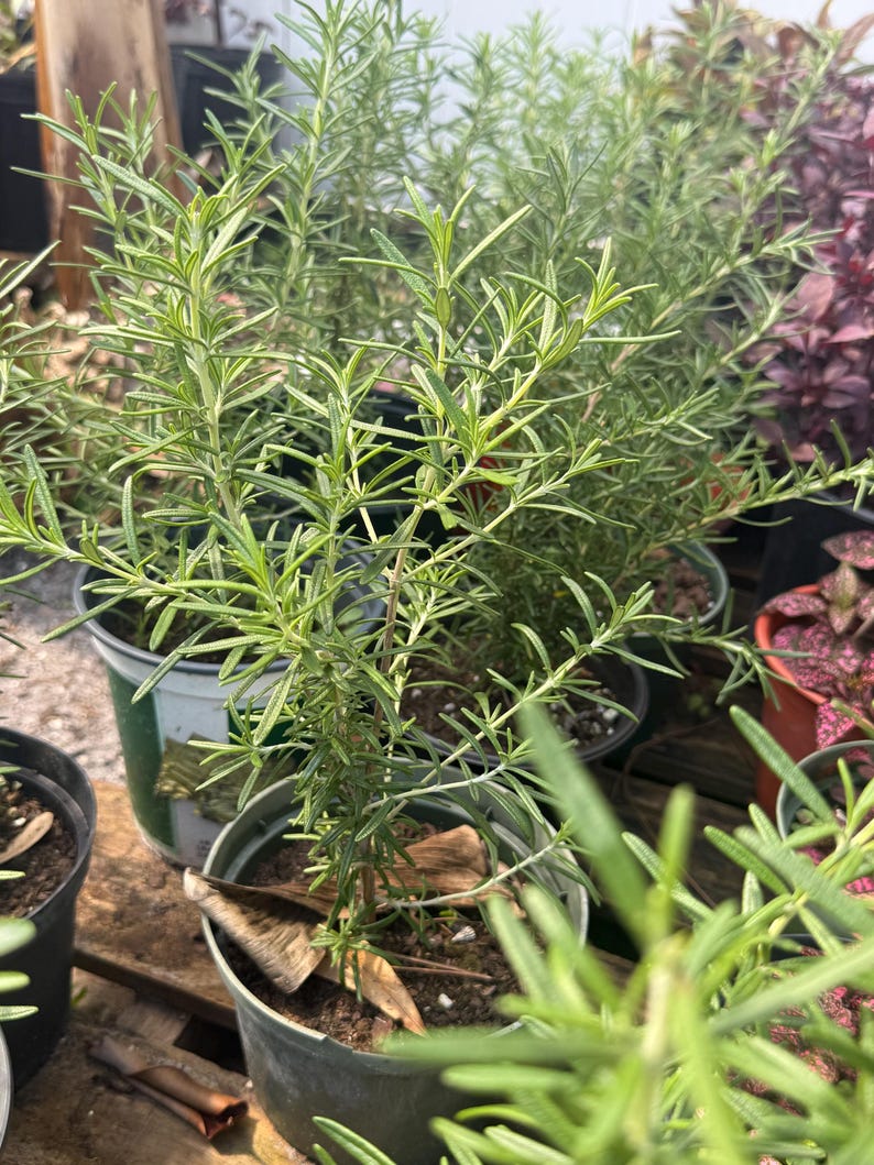 American Plant Exchange Rosemary Herb - Thumbnail 2