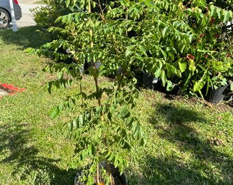 May include: A potted curry leaf plant with vibrant green leaves and a slender trunk. The plant is in a black plastic pot, set on a grassy lawn. The background includes other plants and a residential neighborhood.