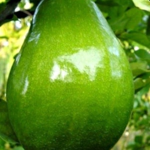 May include: A close-up of a vibrant green avocado fruit hanging from a tree branch. The avocado has a pear-like shape and a smooth, glossy surface. The background features green leaves and branches.