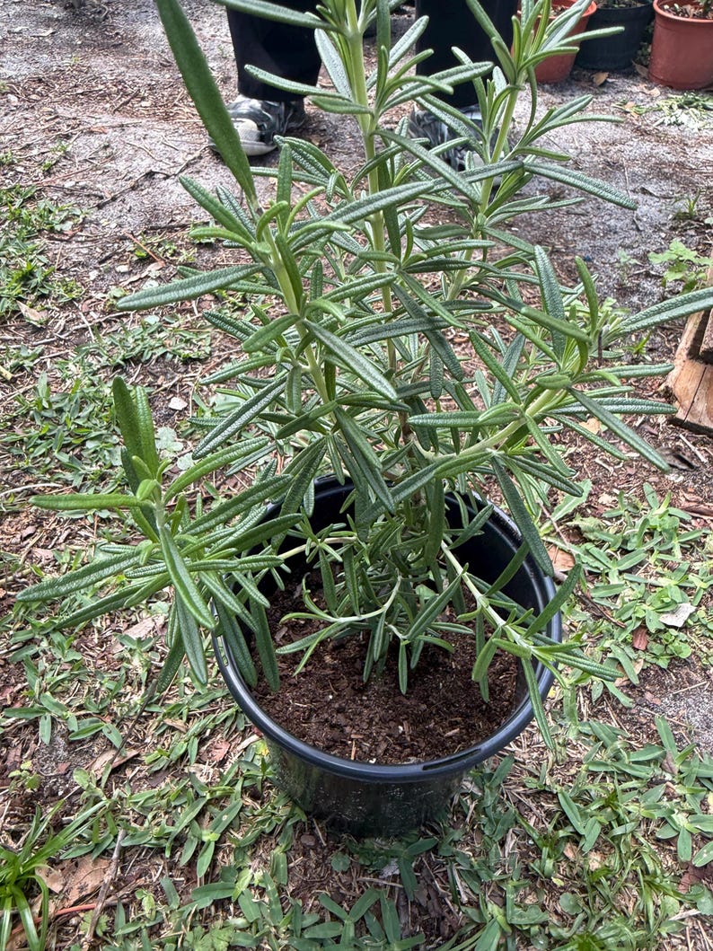 American Plant Exchange Rosemary Herb