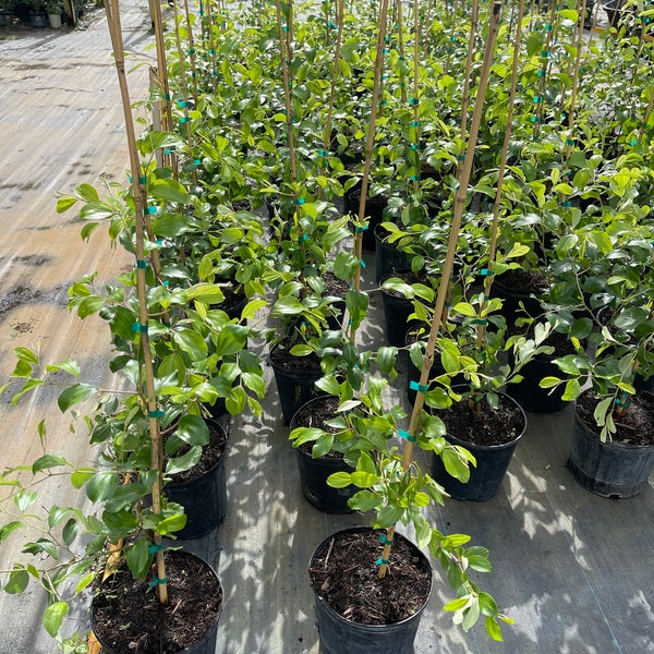 Jujube géant greffé sur un arbre de 3 pieds avec des fleurs. Expédier avec un pot de 3 gl. Pas de livraison env.