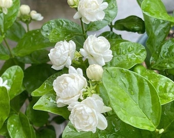 May include: Close-up of a jasmine plant with vibrant green leaves and clusters of white, fragrant flowers. The blossoms are fully open, showcasing their delicate petals. The plant is lush and healthy, with water droplets on the leaves.