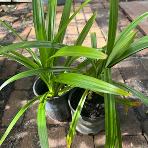 Edible Pandan Plant (2) Live Potted Plants, 1 ft+up. No ship to CA.