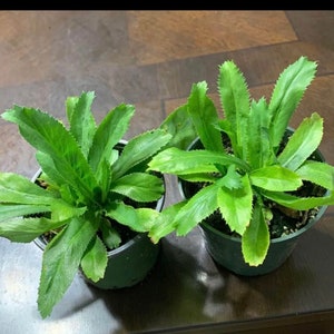 Culantro / Mexican cilantro plants 4” pot.