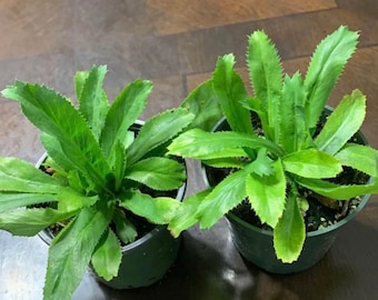 Culantro / Mexican cilantro plants 4” pot.