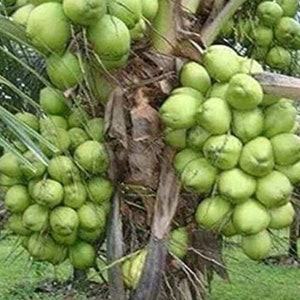 Dwarf coconut tree (Malayan dwarf) 3ft & up. No ship to CA.