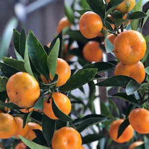 May include: A close-up of a small orange tree with many ripe orange fruits. The tree is in a pot and has green leaves.