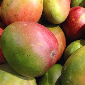 May include: A close-up shot of several ripe mangoes. The mangoes display a gradient of colors, including green, yellow, and red. The fruits are piled together, showcasing their varied hues and textures.