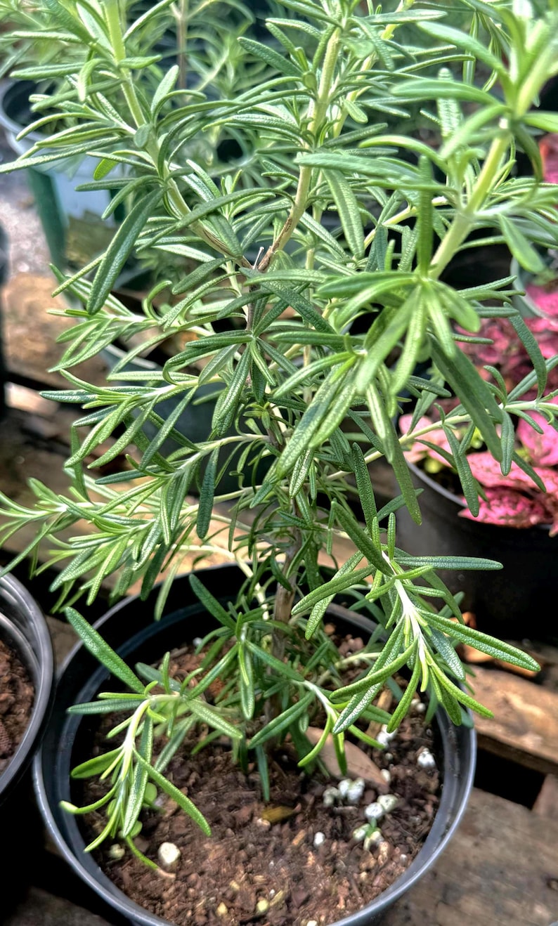 American Plant Exchange Rosemary Herb - Thumbnail 3