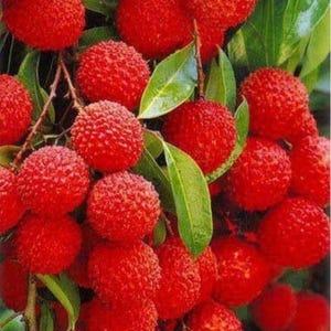 Mauritius Lychee Tree. Air layered 3 feet tall. No ship to Ca.
