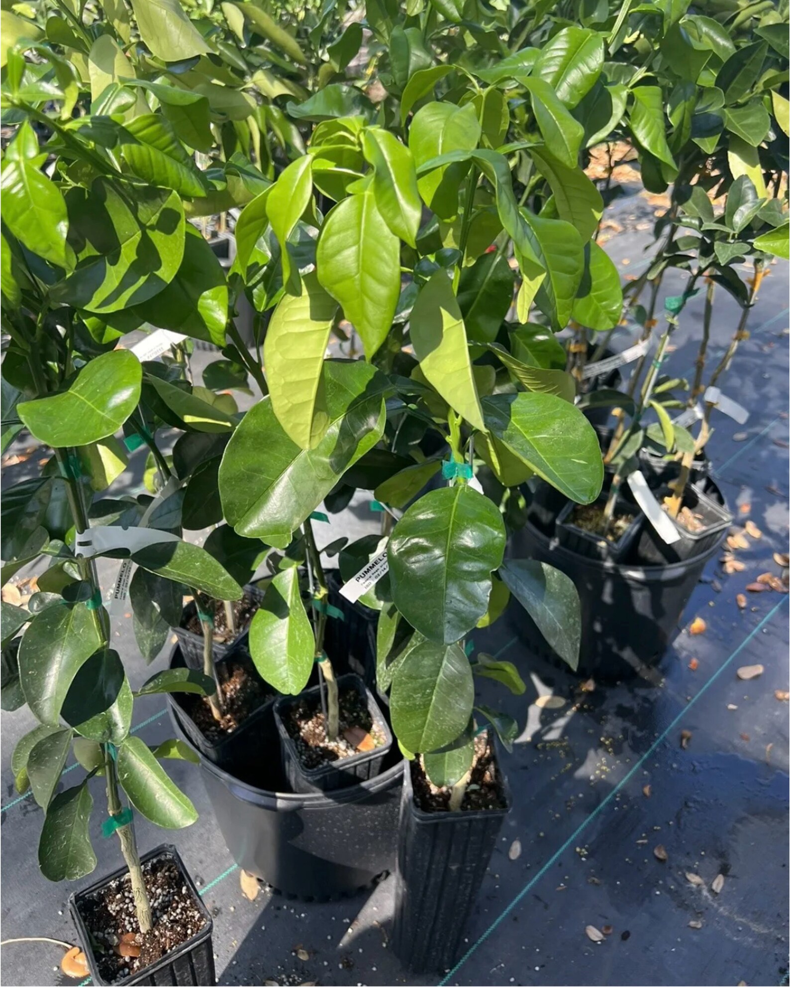 Grapefruit PUMMELO ( Big White Fruit) 3ft Tall Grafted Tree. No Ship to ...