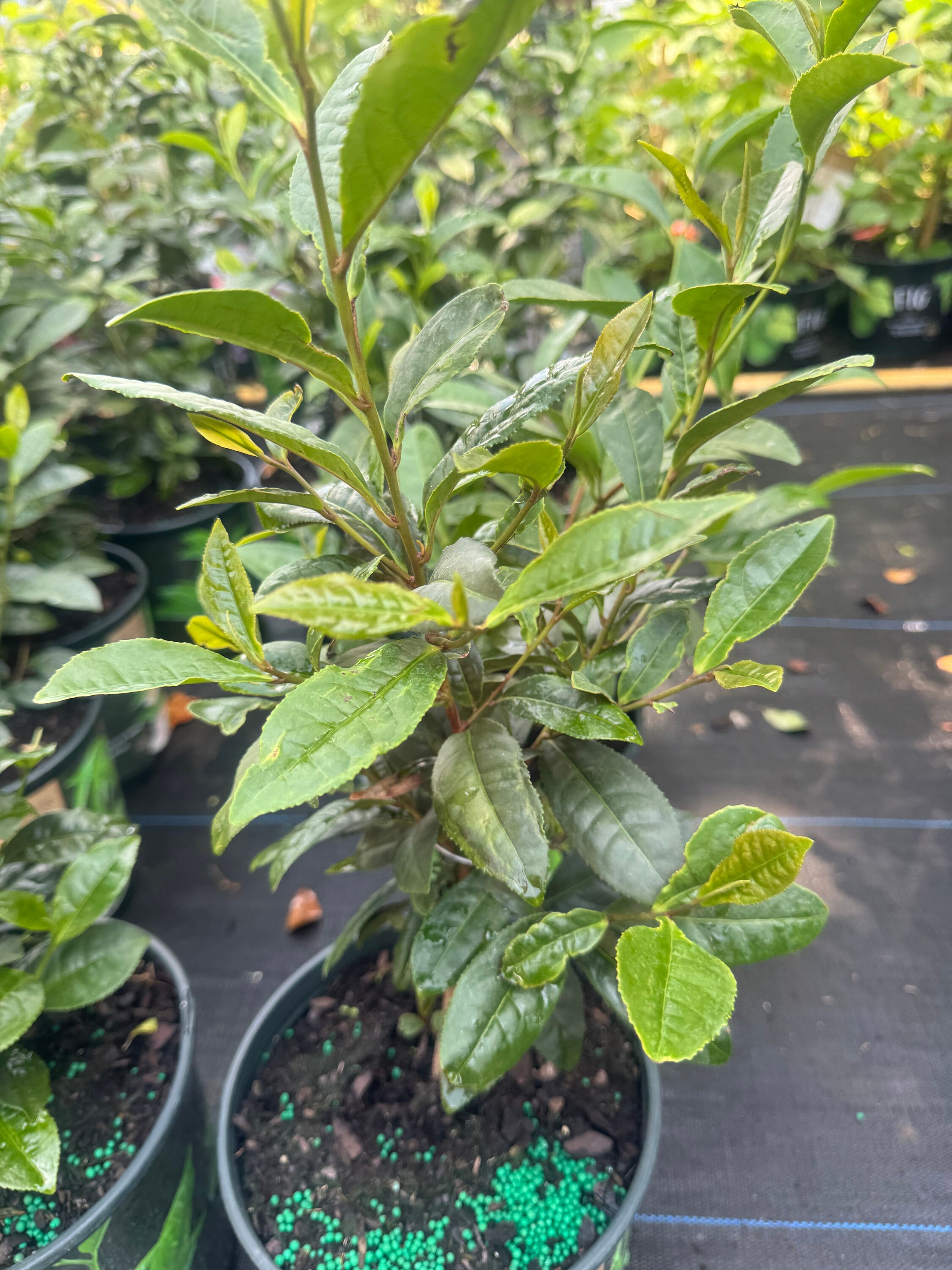 Sweet Assamica Red Oolong – Mountain Stream Teas