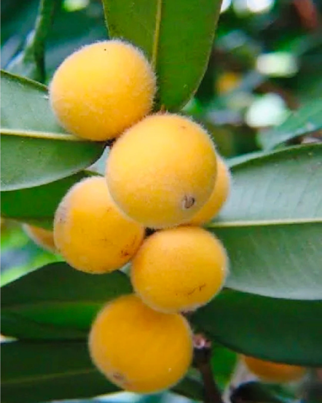 Yellow Jaboticaba Tree Air Layered Tree Almost 3ft. - Etsy Australia
